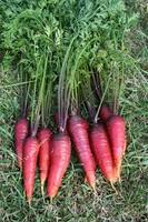 Graines potagères CAROTTE Rouge sang (Daucus carota) - Graineterie A. DUCRETTET