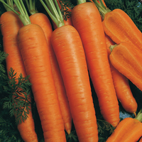 Graines potagères CAROTTE NAPOLI F1 (Daucus carota) - Graineterie A. DUCRETTET