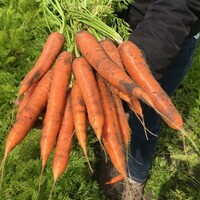  CAROTTE CAROTTE-LAGUNA F1 (Daucus carota)-Graines biologiques certifiées - Graineterie A. DUCRETTET