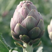 Graines potagères ARTICHAUT OPAL F1 (Cynara scolymus) - Graineterie A. DUCRETTET