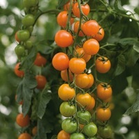 Graines potagères TOMATE CERISE TORONJINA F1 (Solanum lycopersicum) - Graineterie A. DUCRETTET