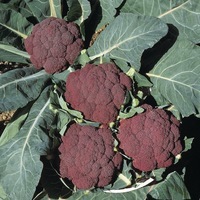 Graines potagères CHOU-FLEUR VIOLETTO DI SICILIA (Brassica oleracea var. botrytis) - Graineterie A. DUCRETTET