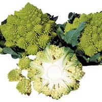  CHOU ROMANESCO CHOU ROMANESCO-GITANO F1 (Brassica oleracea 'Romanesco')-Graines non traitées - Graineterie A. DUCRETTET