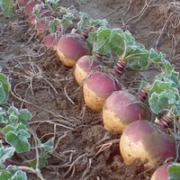 Graines potagères RUTABAGA (CHOU NAVET) HELENOR (Brassica napus Napobrassica Group) - Graineterie A. DUCRETTET