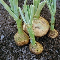 Graines potagères RUTABAGA (CHOU NAVET) Jaune à collet vert (jaune de Saint Marc) (Brassica napus Napobrassica Group) - Graineterie A. DUCRETTET