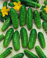  CORNICHON CORNICHON-VERT PETIT DE PARIS (Cucumis sativus)-Graines biologique certifiées - Graineterie A. DUCRETTET