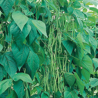  HARICOT A RAMES MANGETOUT HARICOT A RAMES MANGETOUT-EMERITE (Phaseolus vulgaris)-Graines biologiques certifiées - Graineterie A. DUCRETTET