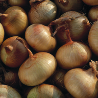  OIGNON OIGNON-Jaune des Cévennes (Allium cepa)-Graines biologique certifiées - Graineterie A. DUCRETTET