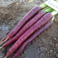  CAROTTE CAROTTE-PURPLE ELITE F1 (Daucus carota)-Graines non traitées - Graineterie A. DUCRETTET