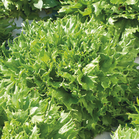  LAITUE ICEBERG - plein champ LAITUE ICEBERG - plein champ-REINE DES GLACES (Lactuca sativa)-Graines enrobées biologiques certifiées - Graineterie A. DUCRETTET