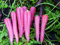 Graines potagères CAROTTE RUBY PRINCE F1 (Daucus carota) - Graineterie A. DUCRETTET