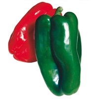  POIVRON ou PIMENT DOUX classique POIVRON ou PIMENT DOUX classique-Doux d'Espagne (Capsicum annuum)-Graines biologique certifiées - Graineterie A. DUCRETTET