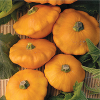  PATISSON PATISSON-Orange (Cucurbita pepo)-Graines biologique certifiées - Graineterie A. DUCRETTET