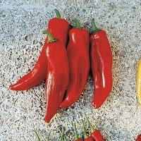 Graines potagères POIVRON LONG (Corne) Corno di toro ROUGE (rosso) (Capsicum annuum) - Graineterie A. DUCRETTET