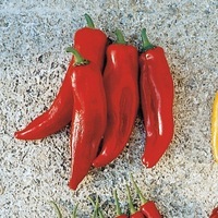  POIVRON LONG (Corne) POIVRON LONG (Corne)-Corno di toro ROUGE (rosso) (Capsicum annuum)-Graines biologiques certifiées - Graineterie A. DUCRETTET