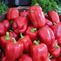 Graines potagères POIVRON ou PIMENT DOUX classique Yolo wonder (Capsicum annuum) - Graineterie A. DUCRETTET