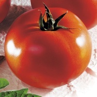  TOMATE RONDE TOMATE RONDE-BRENDA F1 (Solanum lycopersicum)-Graines biologiques certifiées - Graineterie A. DUCRETTET