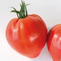  TOMATE ALLONGEE TOMATE ALLONGEE-CAURALINA F1 (Solanum lycopersicum)-Graines biologiques certifiées - Graineterie A. DUCRETTET