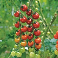 Graines potagères TOMATE CERISE SAKURA F1 (Solanum lycopersicum) - Graineterie A. DUCRETTET