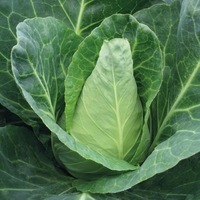 Graines potagères CHOU CABUS COEUR DE BOEUF DES VERTUS (Brassica oleracea capitata alba) - Graineterie A. DUCRETTET