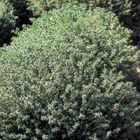  THYM THYM-D'HIVER (Thymus vulgaris)-Graines biologiques certifiées - Graineterie A. DUCRETTET