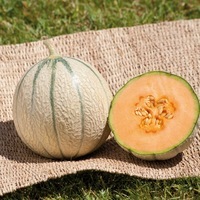  MELON MELON-JENGA F1 (Cucumis melo)-Graines biologiques certifiées - Graineterie A. DUCRETTET