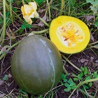 Graines potagères COURGE, POTIRON ET CITROUILLE VERT OLIVE (Cucurbita Maxima) - Graineterie A. DUCRETTET