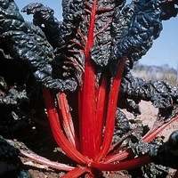  POIREE POIREE-Rhubarb Chard CHARLOTTE (Beta vulgaris)-Graines biologiques certifiées - Graineterie A. DUCRETTET