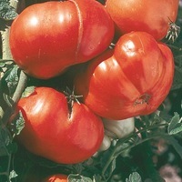  TOMATE CÔTELEE TOMATE CÔTELEE-Russe (rouge) (Solanum lycopersicum)-Graines biologiques certifiées - Graineterie A. DUCRETTET