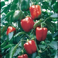 Graines potagères POIVRON ou PIMENT DOUX classique SPRINTER F1 (Capsicum annuum) - Graineterie A. DUCRETTET