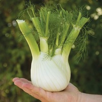  FENOUIL BULBE FENOUIL BULBE-PRELUDIO F1 (Foeniculum vulgare)-Graines enrobée non traitées - Graineterie A. DUCRETTET