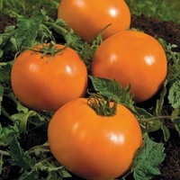 Graines potagères TOMATE RONDE ORANGE QUEEN (Solanum lycopersicum) - Graineterie A. DUCRETTET