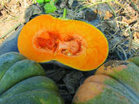 Graines potagères COURGE, POTIRON ET CITROUILLE MANOSK F1 (Cucurbita Moschata) - Graineterie A. DUCRETTET