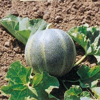  MELON MELON-Petit gris de Rennes (Cucumis melo)-Graines biologiques certifiées - Graineterie A. DUCRETTET