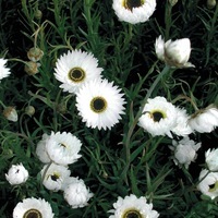 Graines de fleurs ACROLINIUM . (Helipterum roseum) - Graineterie A. DUCRETTET