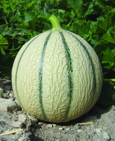 Graines potagères MELON STELLIO F1 (Cucumis melo) - Graineterie A. DUCRETTET