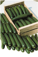 Graines potagères COURGETTE verte cylindrique TEMPRA F1 (Cucurbita pepo) - Graineterie A. DUCRETTET