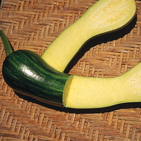  COURGETTE de diversification COURGETTE de diversification-LONGUE DE NICE (Cucurbita pepo)-Graines biologiques certifiées - Graineterie A. DUCRETTET