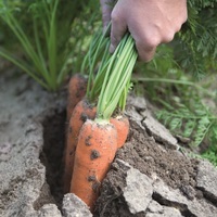  CAROTTE CAROTTE-NAVAL F1 (Daucus carota)-Graines biologiques certifiées - Graineterie A. DUCRETTET