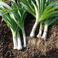  POIREAU POIREAU-JAUNE GROS DU POITOU (Allium porrum)-Graines biologiques certifiées - Graineterie A. DUCRETTET