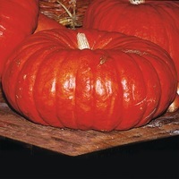  COURGE, POTIRON ET CITROUILLE COURGE, POTIRON ET CITROUILLE-ROUGE VIF D'ETAMPES (Cucurbita Maxima)-Graines biologiques certifiées - Graineterie A. DUCRETTET