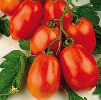  TOMATE ALLONGEE TOMATE ALLONGEE-ROMA VF (Solanum lycopersicum)-Graines biologiques certifiées - Graineterie A. DUCRETTET