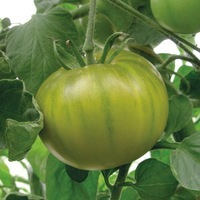 Graines potagères TOMATE RONDE Evergreen (Solanum lycopersicum) - Graineterie A. DUCRETTET