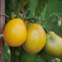 Graines potagères TOMATE CERISE Téton de Vénus jaune (Solanum lycopersicum) - Graineterie A. DUCRETTET