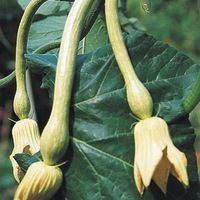 Graines potagères COURGE, POTIRON ET CITROUILLE TROMBOCINO D'ALBENGA (Cucurbita Moschata) - Graineterie A. DUCRETTET