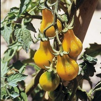  TOMATE CERISE TOMATE CERISE-YELLOW PEARSHAPED (Poire Jaune) (Solanum lycopersicum)-Graines biologiques certifiées - Graineterie A. DUCRETTET