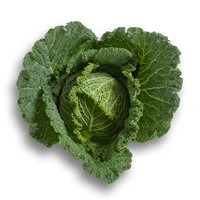  CHOU DE MILAN CHOU DE MILAN-MADLENE F1 (Brassica oleracea capitata saubadan)-Graines calibrées non traitées - Graineterie A. DUCRETTET