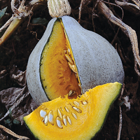  COURGE POTIMARRON BLEU COURGE POTIMARRON BLEU-BLUE BALLET (Cucurbita Maxima)-Graines biologique certifées - Graineterie A. DUCRETTET