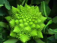 Graines potagères CHOU ROMANESCO PIRAMIDE F1 (Brassica oleracea 'Romanesco') - Graineterie A. DUCRETTET