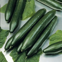 Graines potagères CONCOMBRE LONG HOLLANDAIS DREAMLINER F1 (Cucumis sativus) - Graineterie A. DUCRETTET